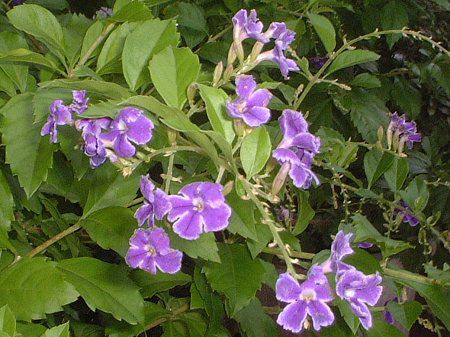 �f�������^(Duranta)