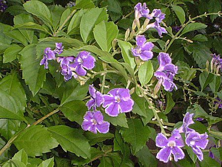 �f�������^(Duranta)