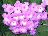 �����^�i(Lantana)
