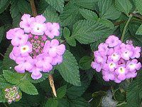 �����^�i(Lantana)