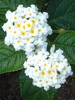 �����^�i(Lantana)