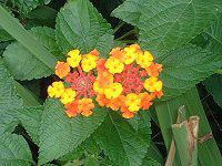 �����^�i(Lantana)