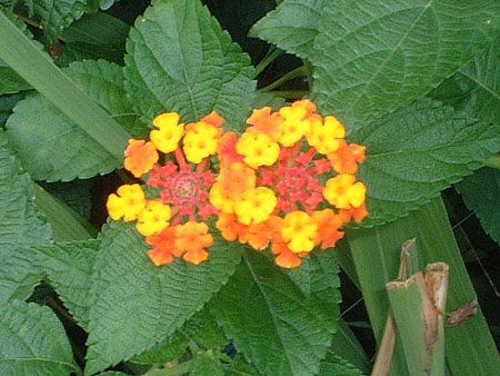 �����^�i(Lantana)