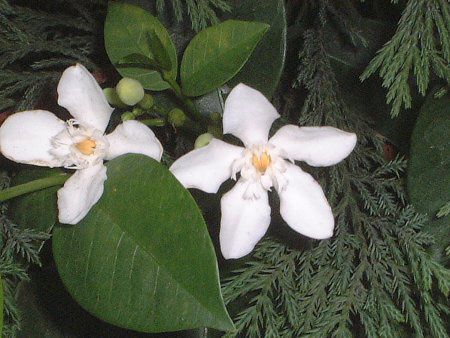 �Z�C�������C�e�B�A(Ceylon wrightia)