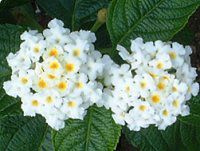 �����^�i(Lantana)