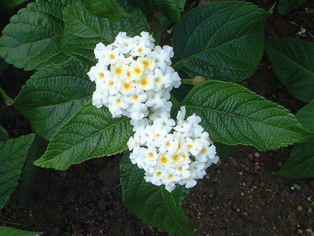 �����^�i(Lantana)