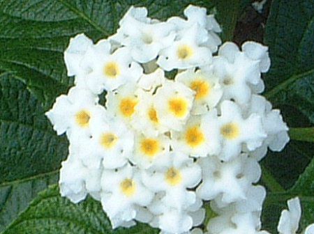 �����^�i(Lantana)