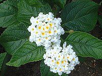 �����^�i(Lantana)