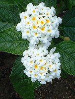�����^�i(Lantana)
