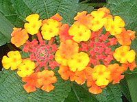 �����^�i(Lantana)