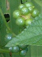 �����^�i(Lantana)