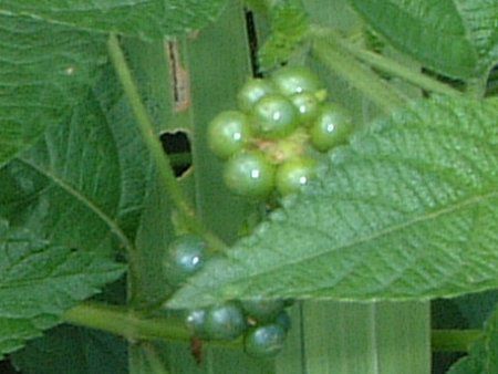�����^�i(Lantana)