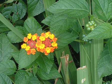 �����^�i(Lantana)