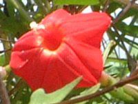 ���~�W���R�E(�g�t�~�g)