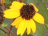���h�x�L�A �g�����o�iRudbeckia triloba�j