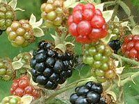 �u���b�N�x���[�iBlack berry�j