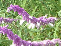 ���L�V�J���u�b�V���Z�[�W(Mexican Bush Sage)