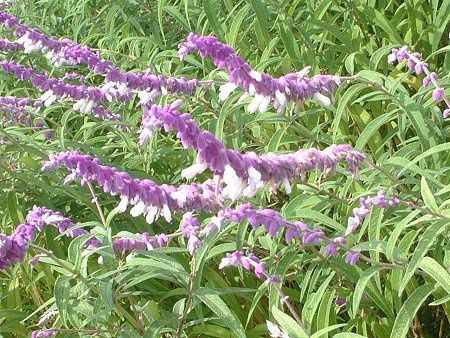 ���L�V�J���E�u�b�V���Z�[�W(Mexican Bush Sage)
