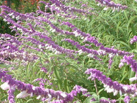 ���L�V�J���E�u�b�V���Z�[�W(Mexican Bush Sage)