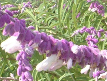 ���L�V�J���E�u�b�V���Z�[�W(Mexican Bush Sage)