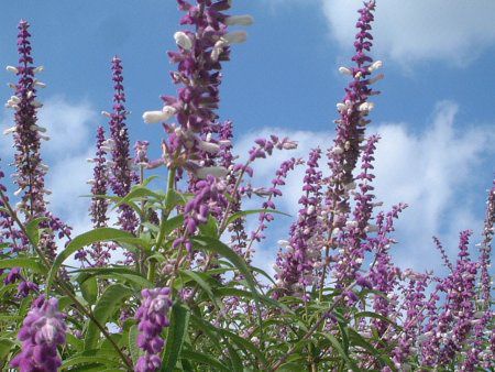 ���L�V�J���E�u�b�V���Z�[�W(Mexican Bush Sage)