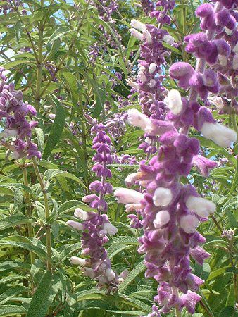 ���L�V�J���E�u�b�V���Z�[�W(Mexican Bush Sage)