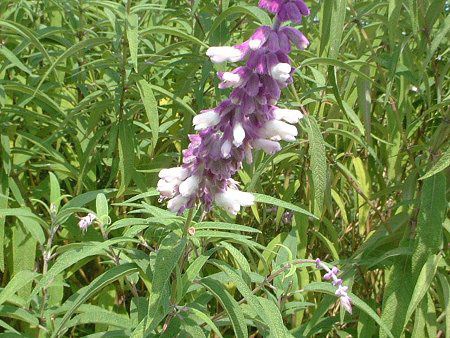 ���L�V�J���E�u�b�V���Z�[�W(Mexican Bush Sage)