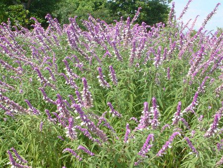 ���L�V�J���E�u�b�V���Z�[�W(Mexican Bush Sage)