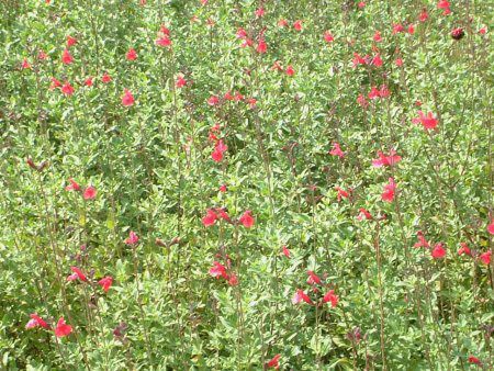 �`�F���[�Z�[�W(Cherry Sage)
