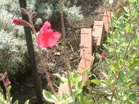 �`�F���[�Z�[�W(Cherry Sage)