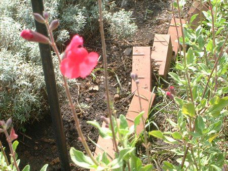 �`�F���[�Z�[�W(Cherry Sage)