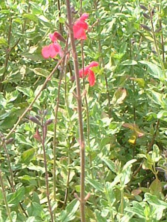 �`�F���[�Z�[�W(Cherry Sage)