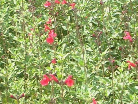 �`�F���[�Z�[�W(Cherry Sage)