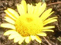 �_�C���[�Y�J���}�C��(Dyer's chamomile)