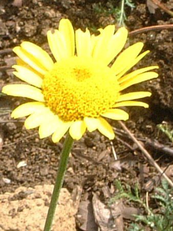 �_�C���[�Y�J���}�C��(Dyer's chamomile)