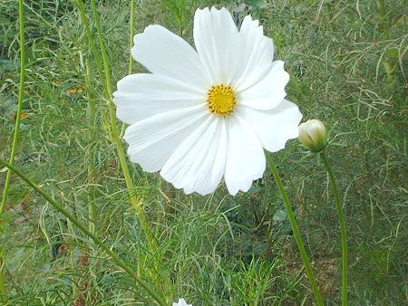 �R�X���X(Cosmos)