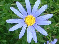 �u���[�f�[�W�[�iBlue daisy�j