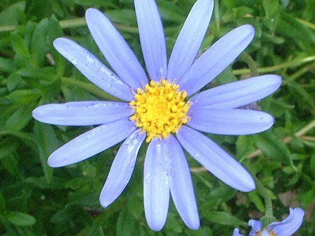 �u���[�f�[�W�[(Blue daisy)