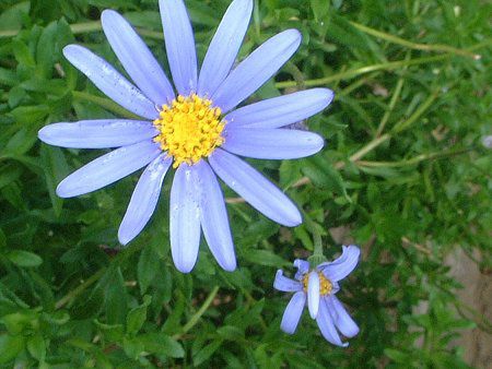 �u���[�f�[�W�[(Blue daisy)