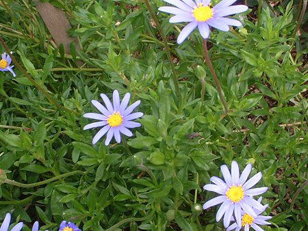 �u���[�f�[�W�[(Blue daisy)