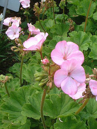 �[���j�E��(Geranium)