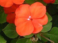 �C���p�`�F���X��(Impatiens)