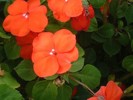 �C���p�`�F���X(Impatiens)