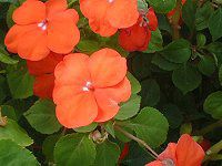 �C���p�`�F���X(Impatiens)