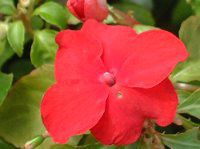 �C���p�`�F���X��(Impatiens)