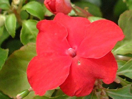 �C���p�`�F���X(Impatiens)