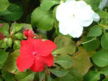 �C���p�`�F���X(Impatiens)