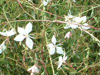 �K�E��(Gaura)