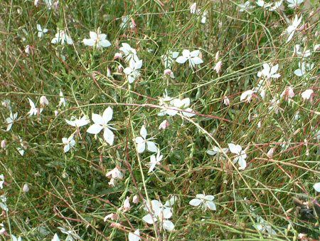 �K�E��(Gaura)