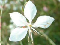 �K�E��(Gaura)
